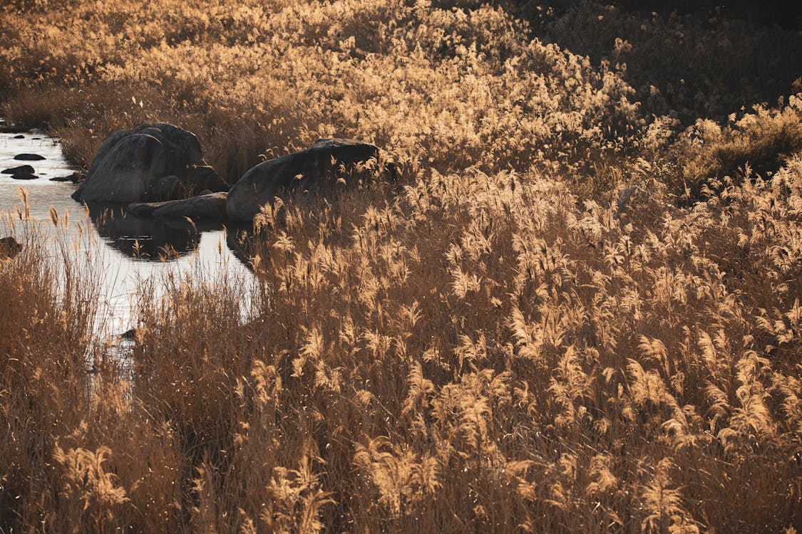 Reeds Growing in Marsh in Nature ยท Free Stock Photo