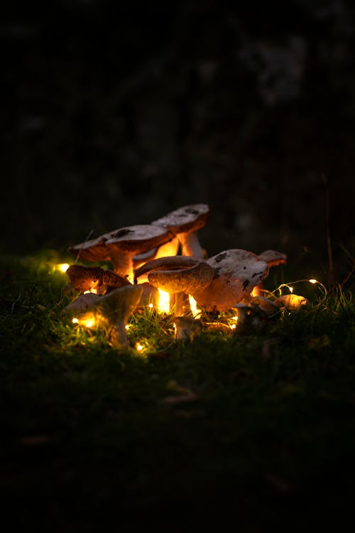 Illuminated Mushroom During Night Time