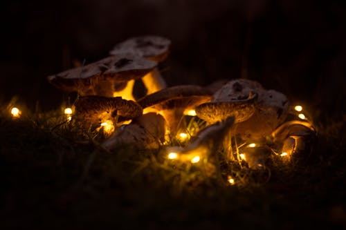 Close-Up Shot of Mushrooms 