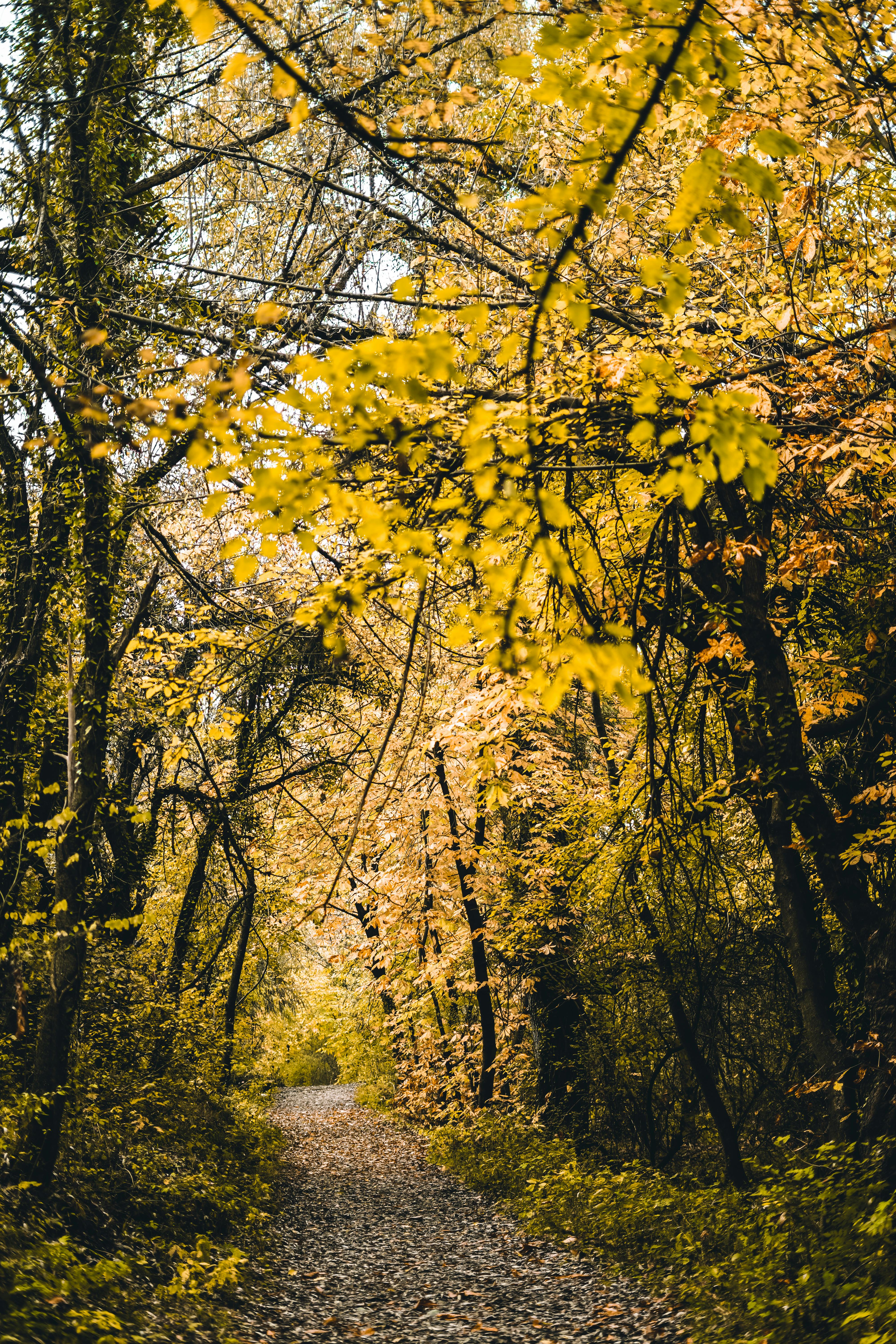 How can I legally live in the woods UK?