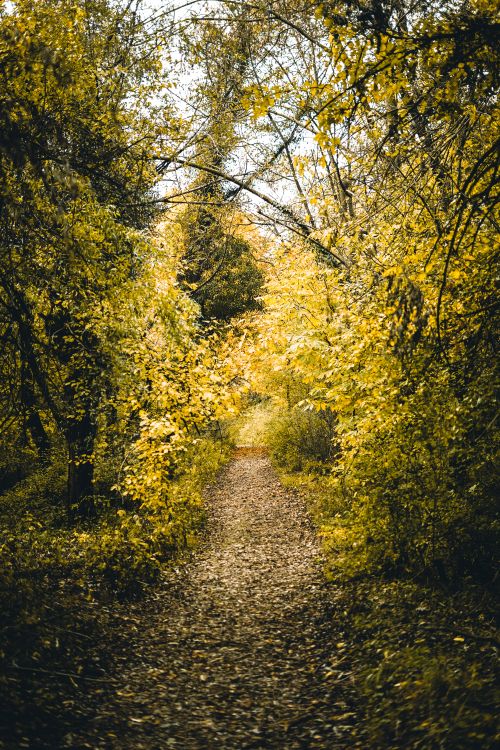 Free Tranquil dirt path in a vibrant fall forest with golden foliage and natural beauty. Stock Photo