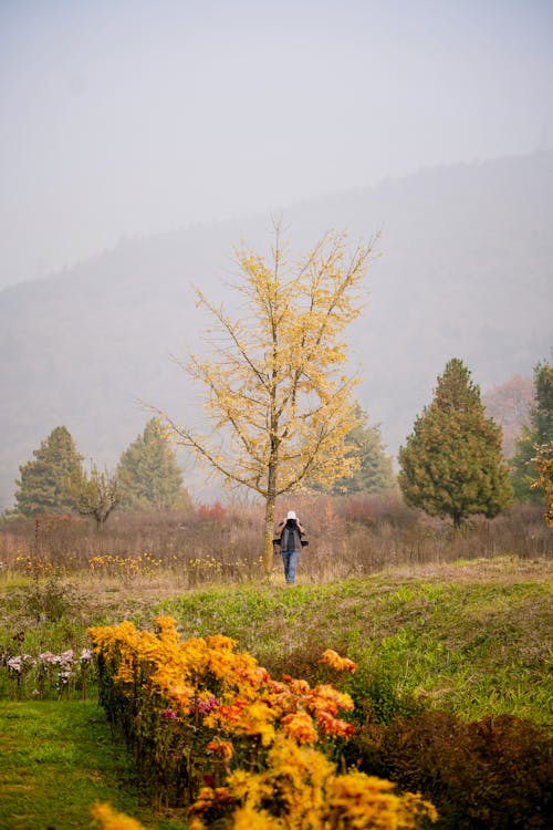 Kostnadsfri bild av äng, blommor, fruktträdgård