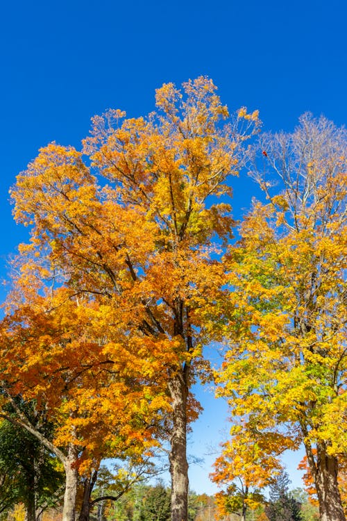 Trees with Leaves in Autumn