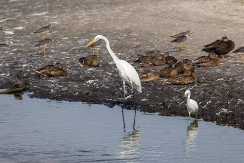 Fotos de stock gratuitas de a orillas del lago, aves, fotografía de animales