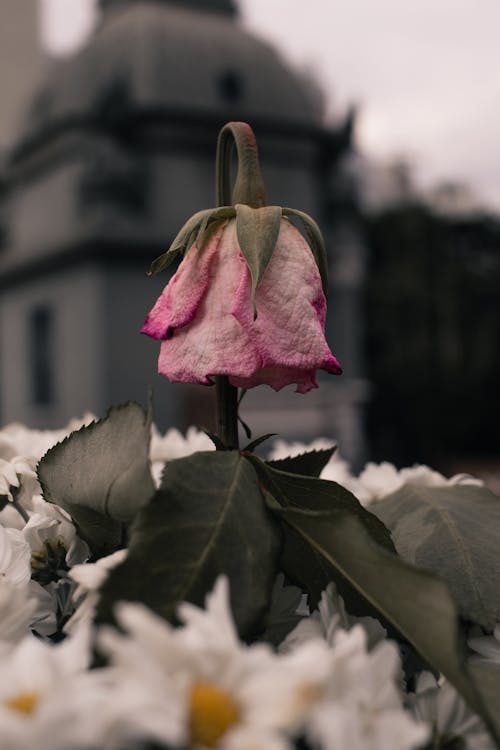 Drying Pink Rose in the Graden