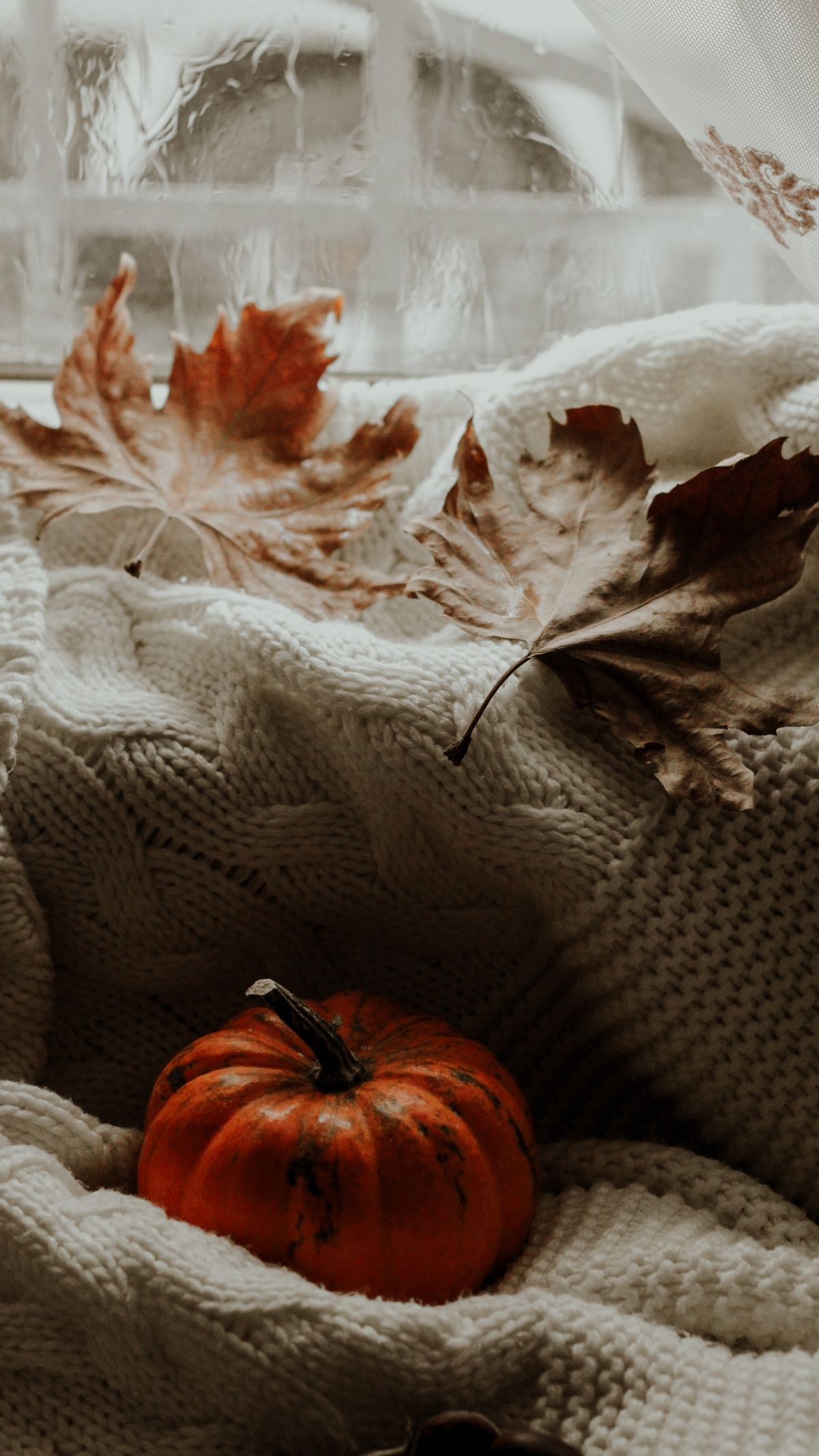 A warm autumn composition featuring a pumpkin and dry leaves on a knitted sweater by a window. Stock Photo.