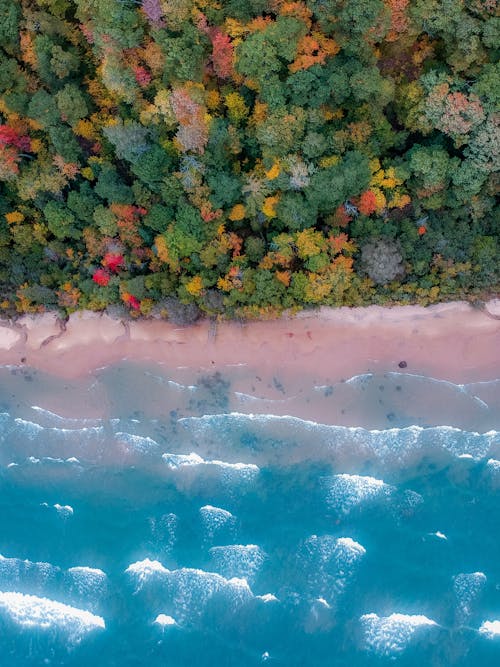 ağaçlar, deniz, deniz kıyısı içeren Ücretsiz stok fotoğraf
