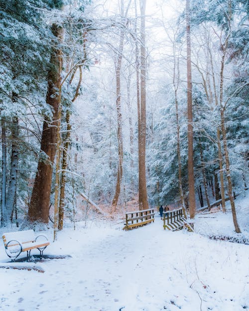 Fotos de stock gratuitas de arboles, Banco de madera, invierno