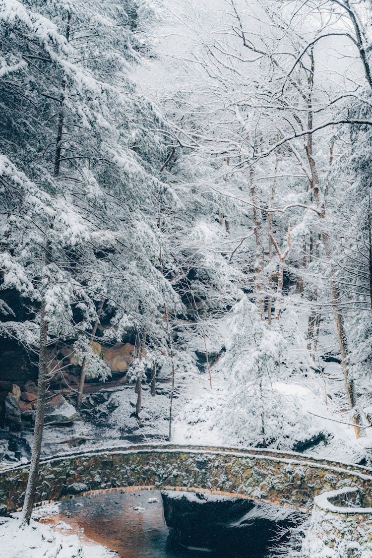 Trees Around Bridge Over Stream In Winter