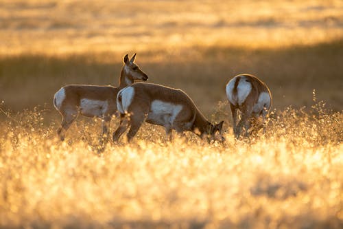 無料 フィールドでの3つの茶色と白の鹿の放牧 写真素材