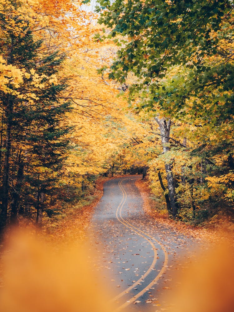 Gray Concrete Road Between Trees