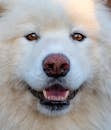 一只毛茸茸的萨摩耶犬，脸上带着微笑的可爱特写