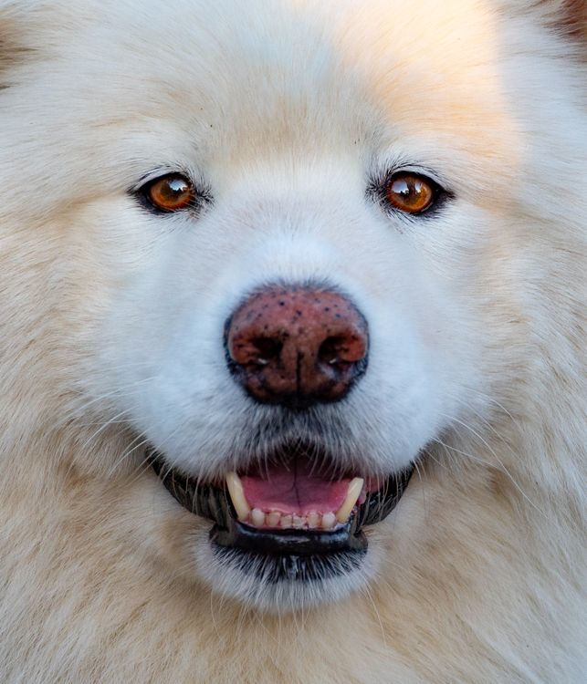 Simonian Dog Close-Up Photo of White Samoyed · Free Stock Photo