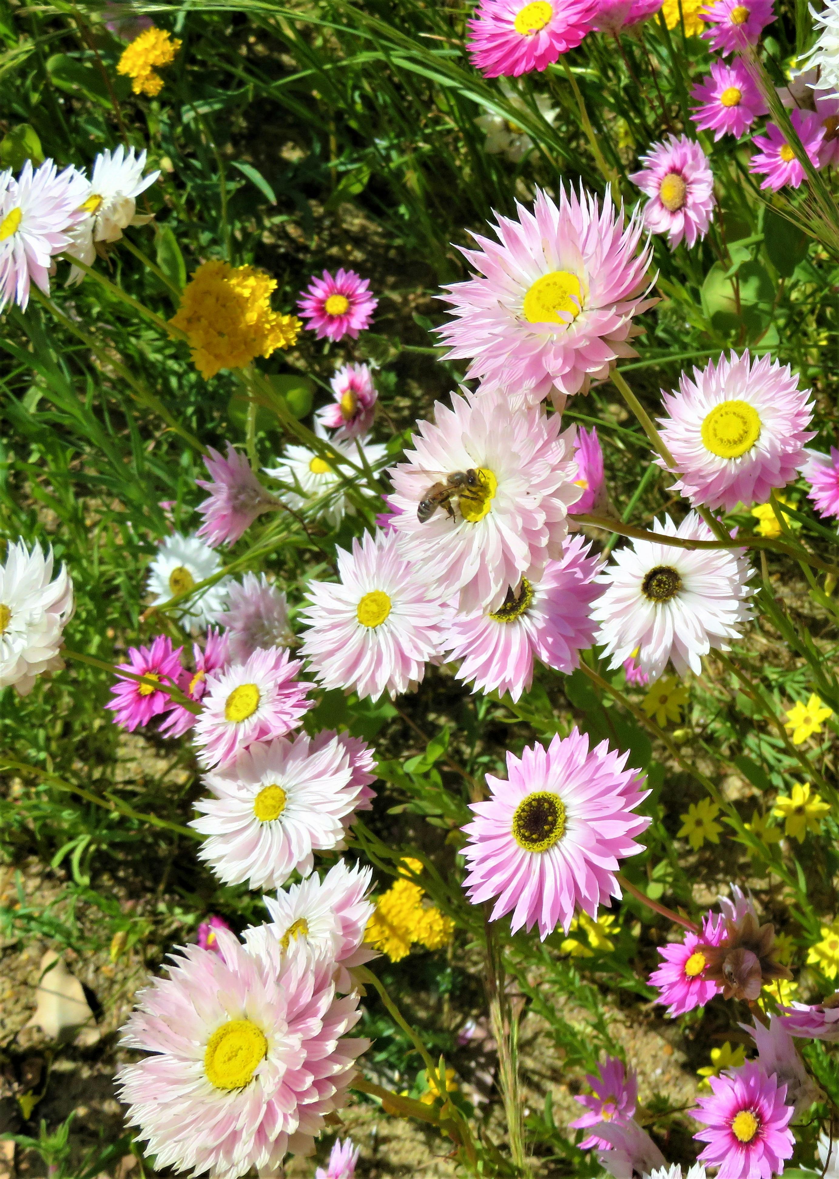すべての美しい花の画像 これまでで最高のデイジー 花 画像 無料