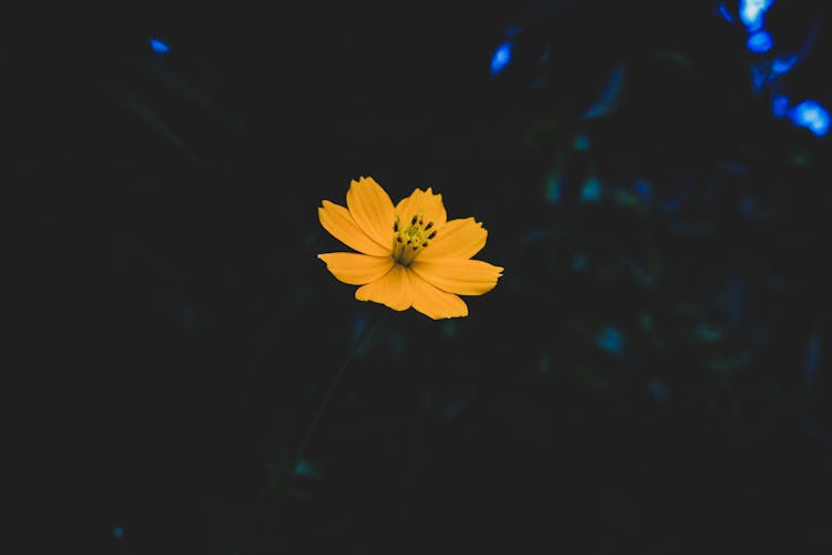 Yellow Petaled Flower
