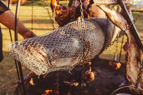 Foto profissional grátis de alimento, animal, enorme