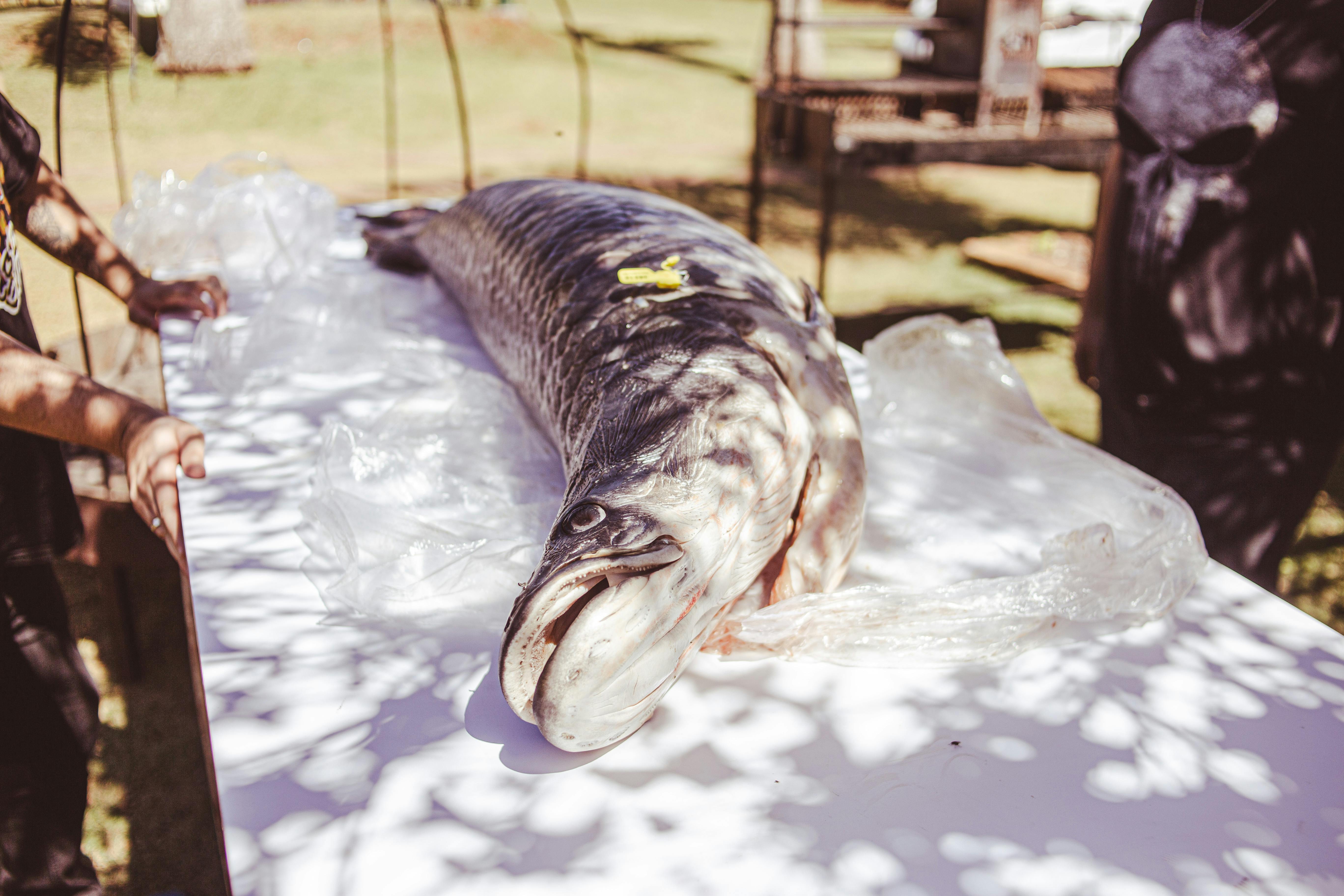 Closeup of a large fish on a white table outdoors with sunlight and shadows.