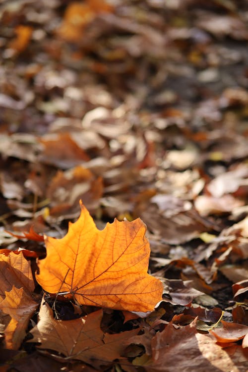 Dried Leaves