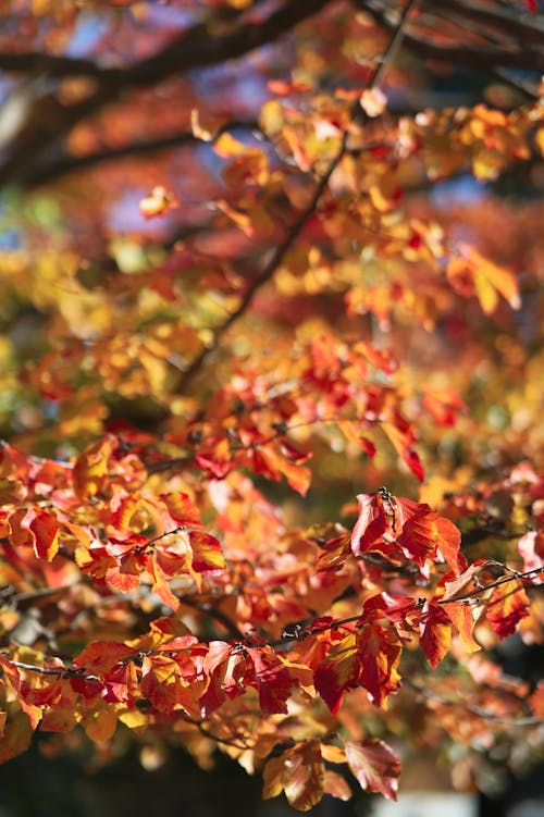 Free Autumn Colored Leaves Stock Photo
