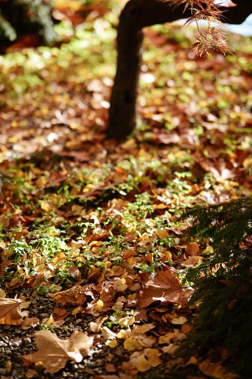 Free Golden autumn leaves scattered on a forest floor, capturing the essence of fall. Stock Photo