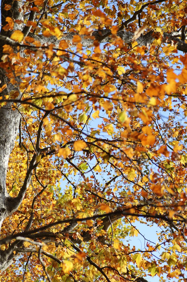 Low Angle Shot Of A Tree During Fall 