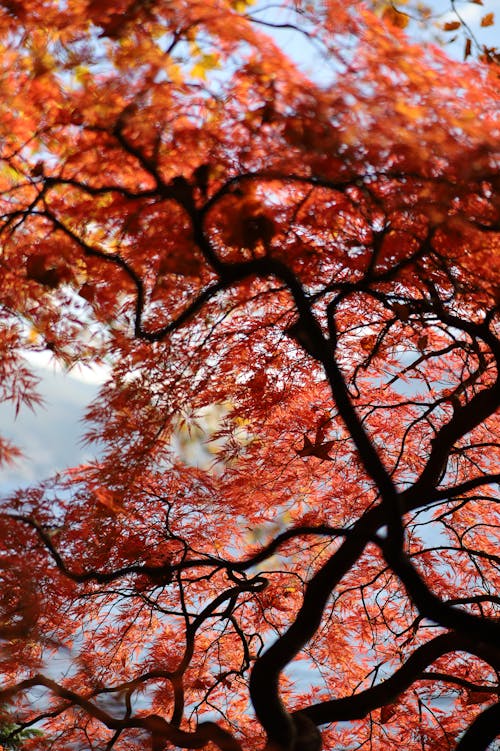 Gratis stockfoto met blauwe lucht, boom, herfst