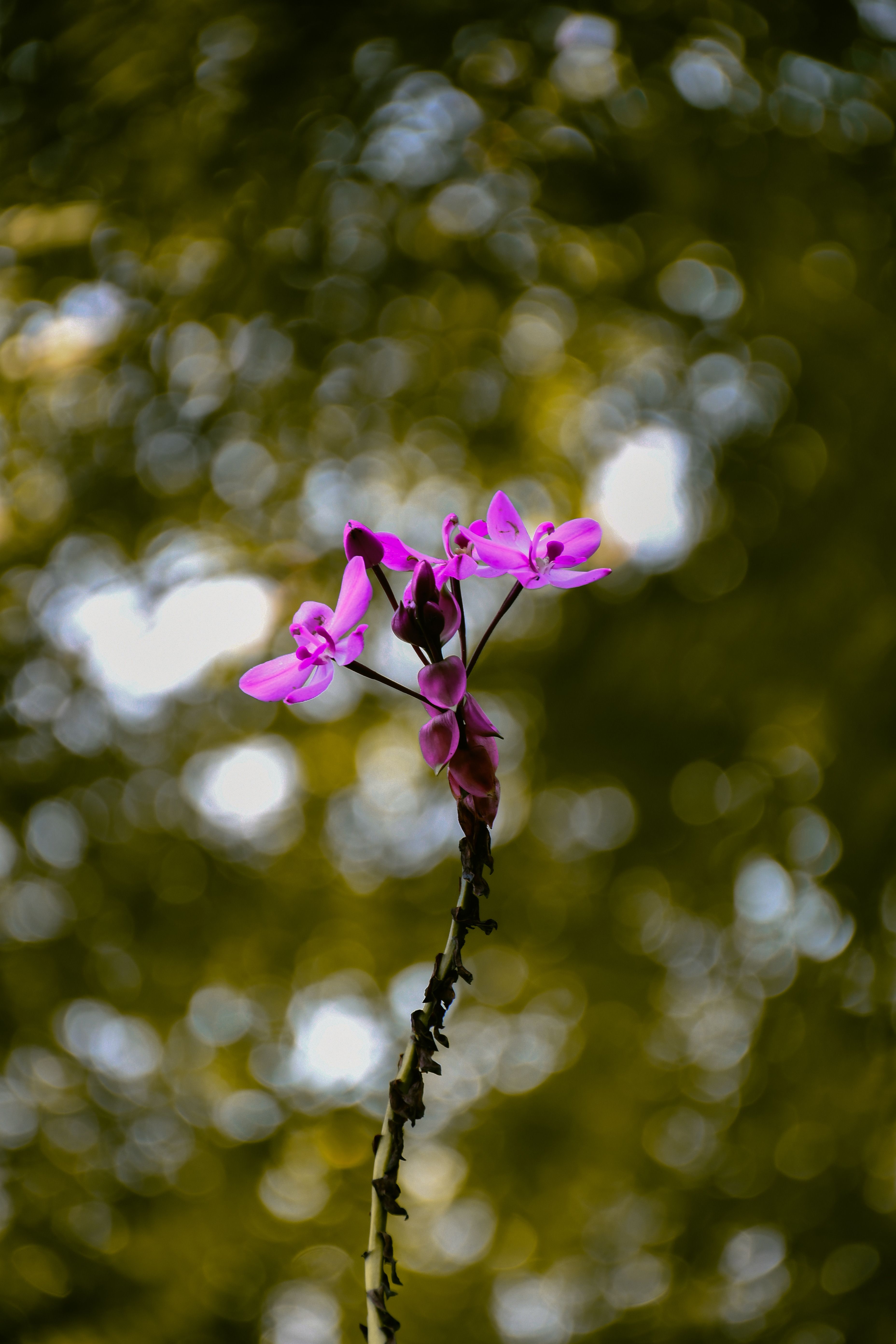 Fotomural Primer plano de orquídeas rosas impactantes con un hermoso fondo bokeh desenfocado.
