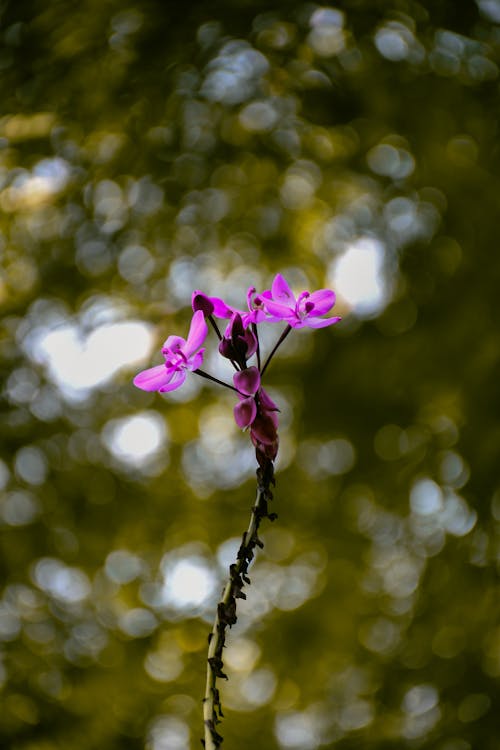Immagine gratuita di avvicinamento, fiore viola, focus selettivo