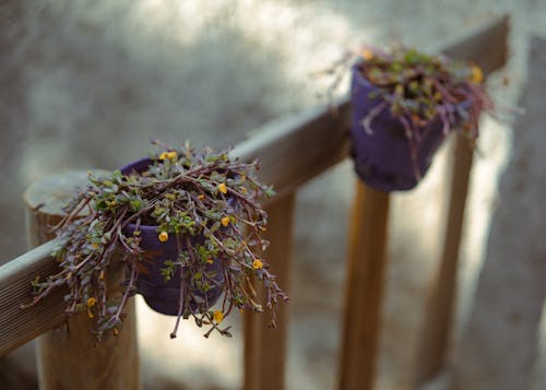 Gratis lagerfoto af smukke blomster