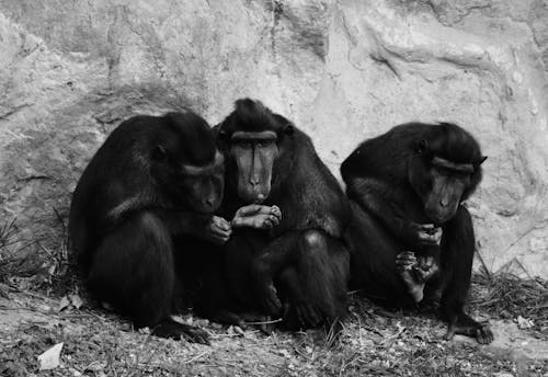 Fotos de stock gratuitas de animales, blanco y negro, escala de grises