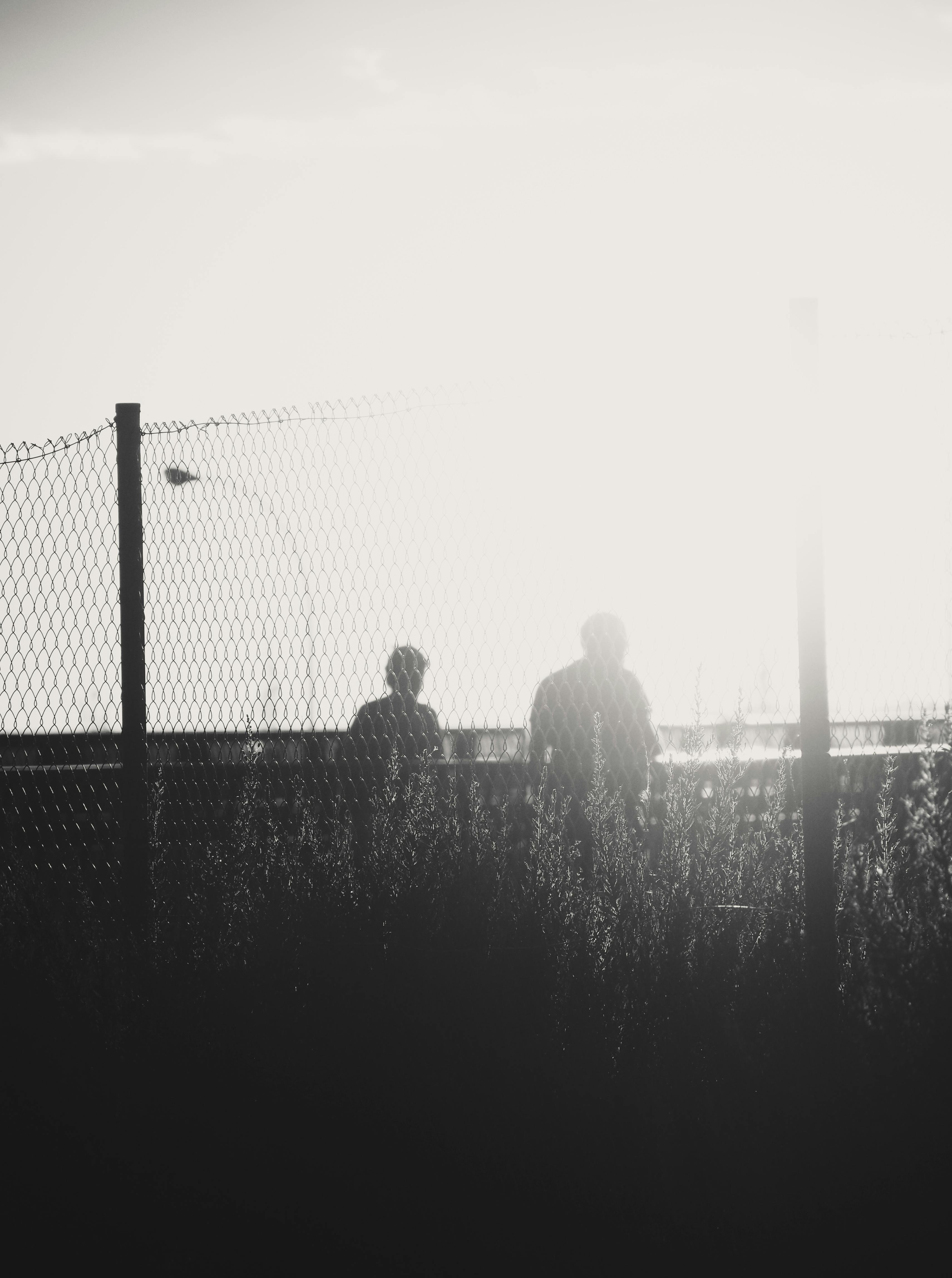 Raccoon Standing Behind Chain Link Fence · Free Stock Photo