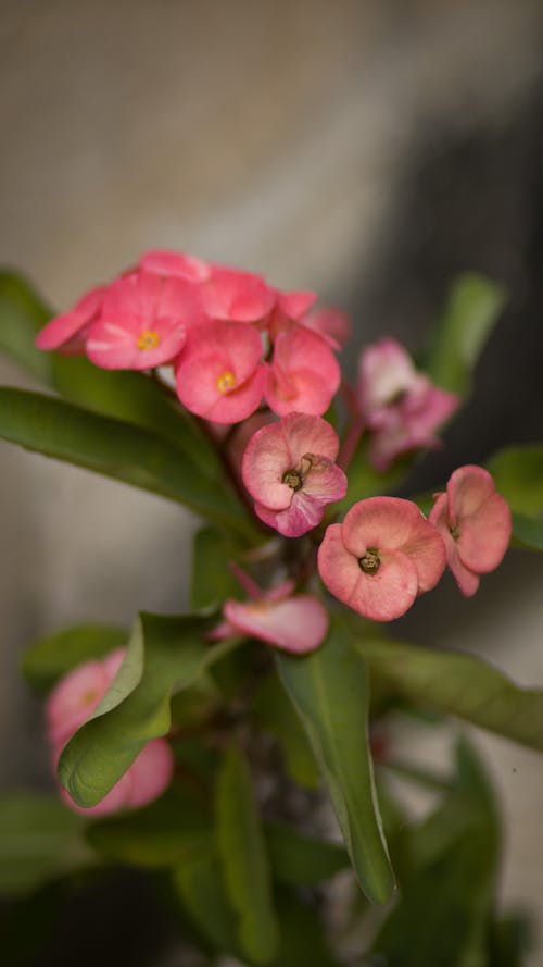 Foto d'estoc gratuïta de corona d'espines, euforbia, flora