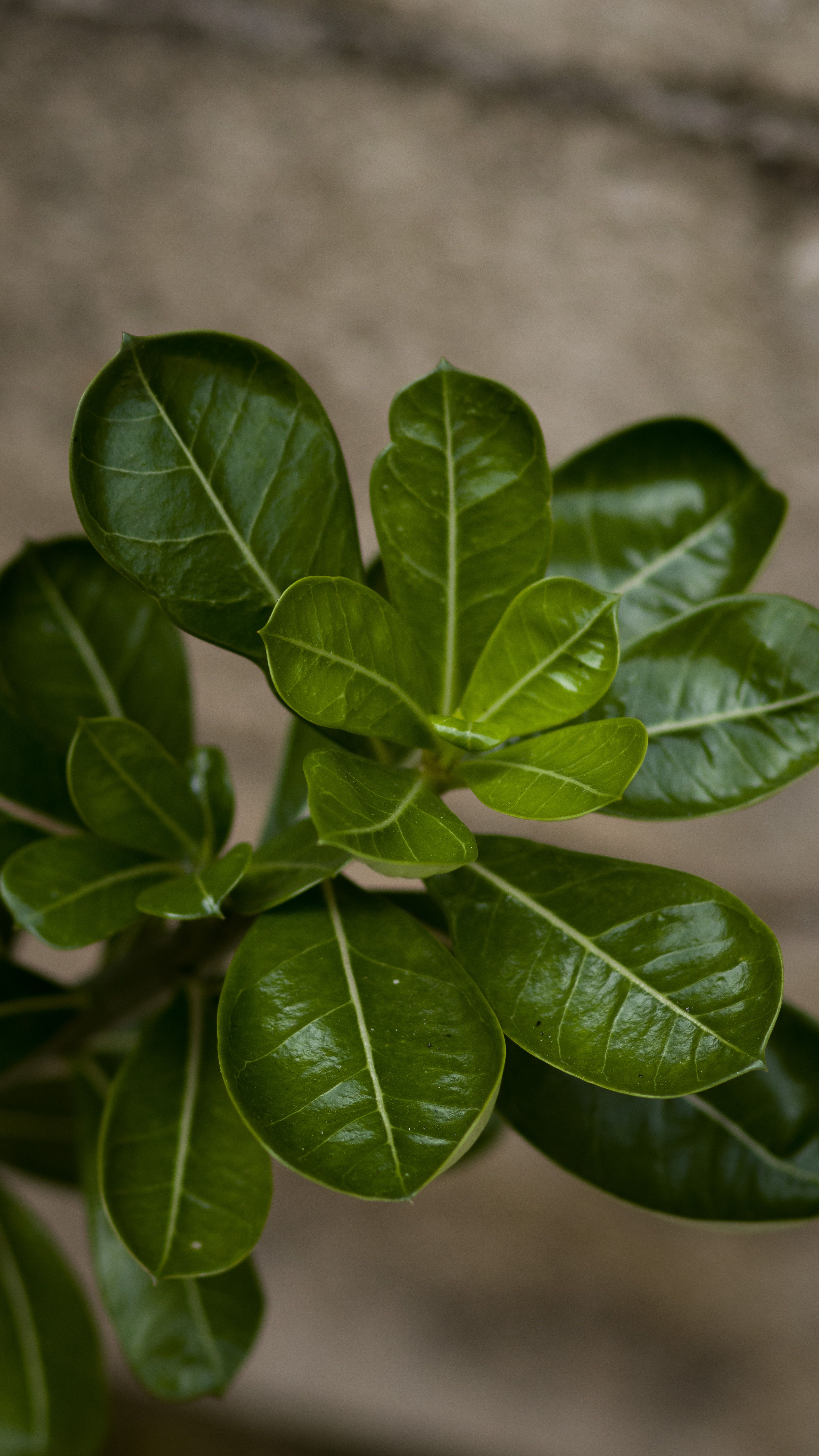Lush Green Leaves · Free Stock Photo