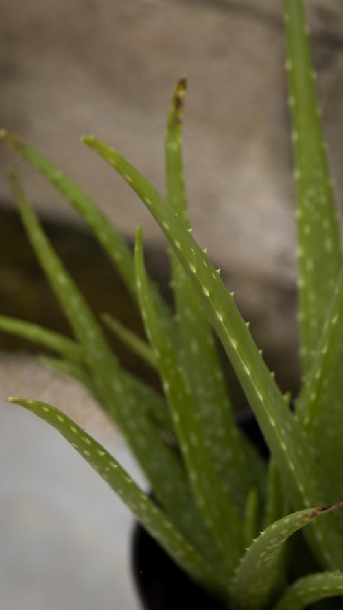 Foto stok gratis aloe vera, fokus selektif, fotografi tanaman