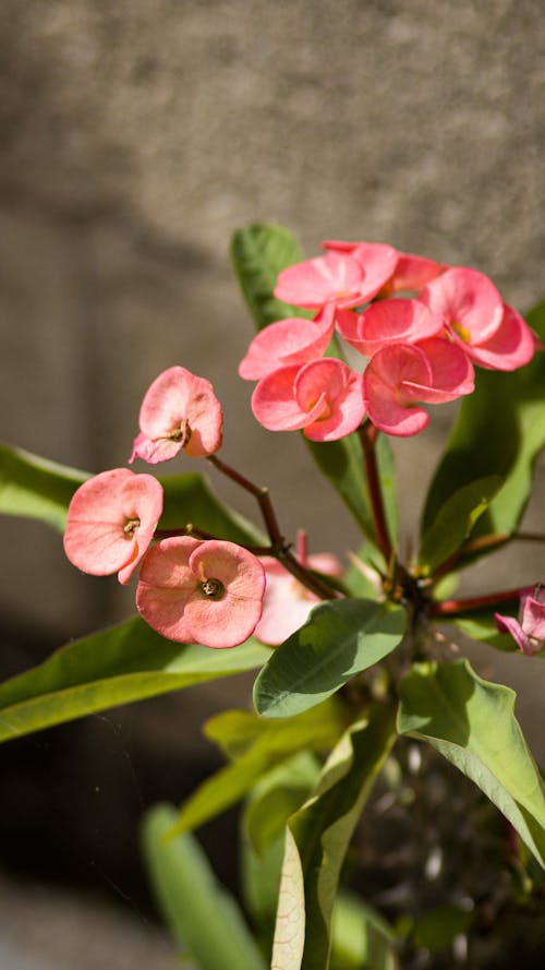 Pink Crown of Thorns Flowers