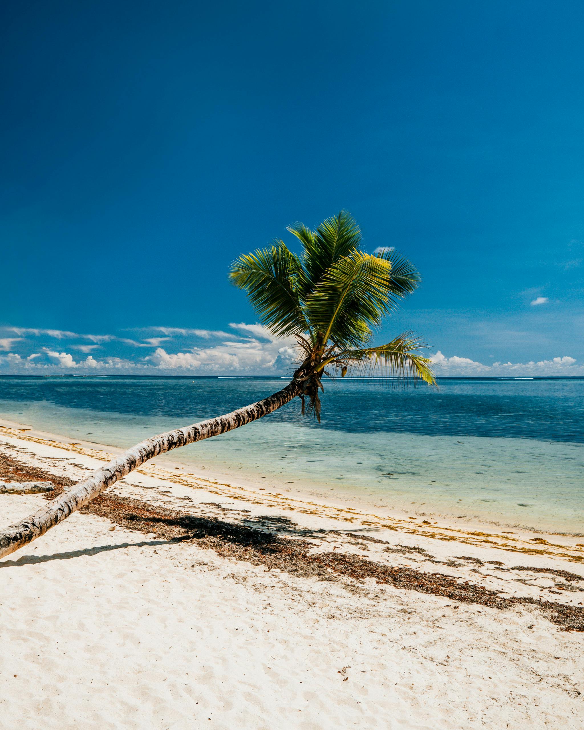 Free Stunning Seychelles beach scene with coconut tree and azure waters. Stock Photo