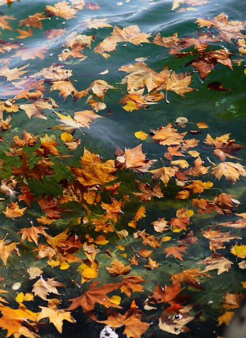 Brown Leaves on the Water