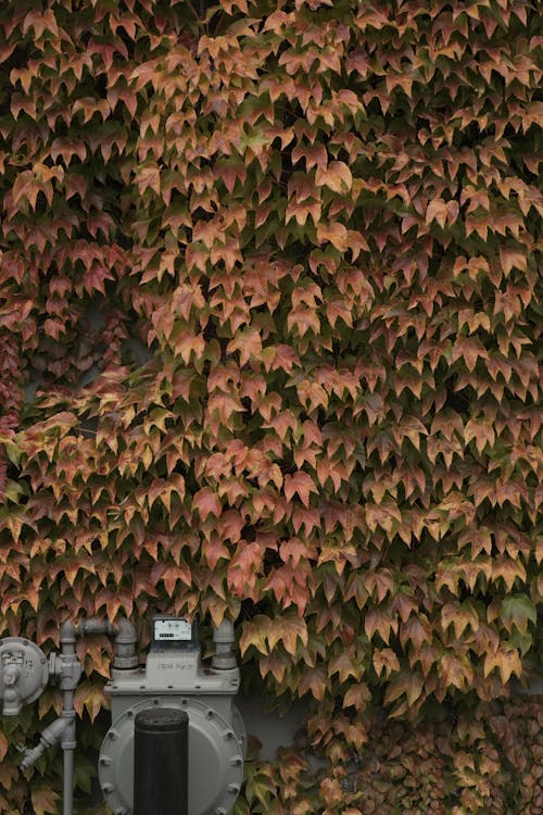 Vines Covering Wall