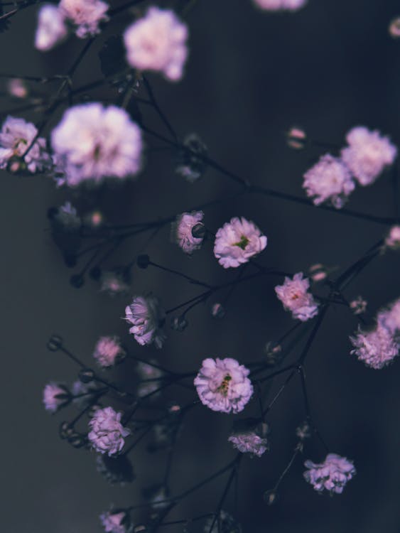Close up of Purple Flowers · Free Stock Photo