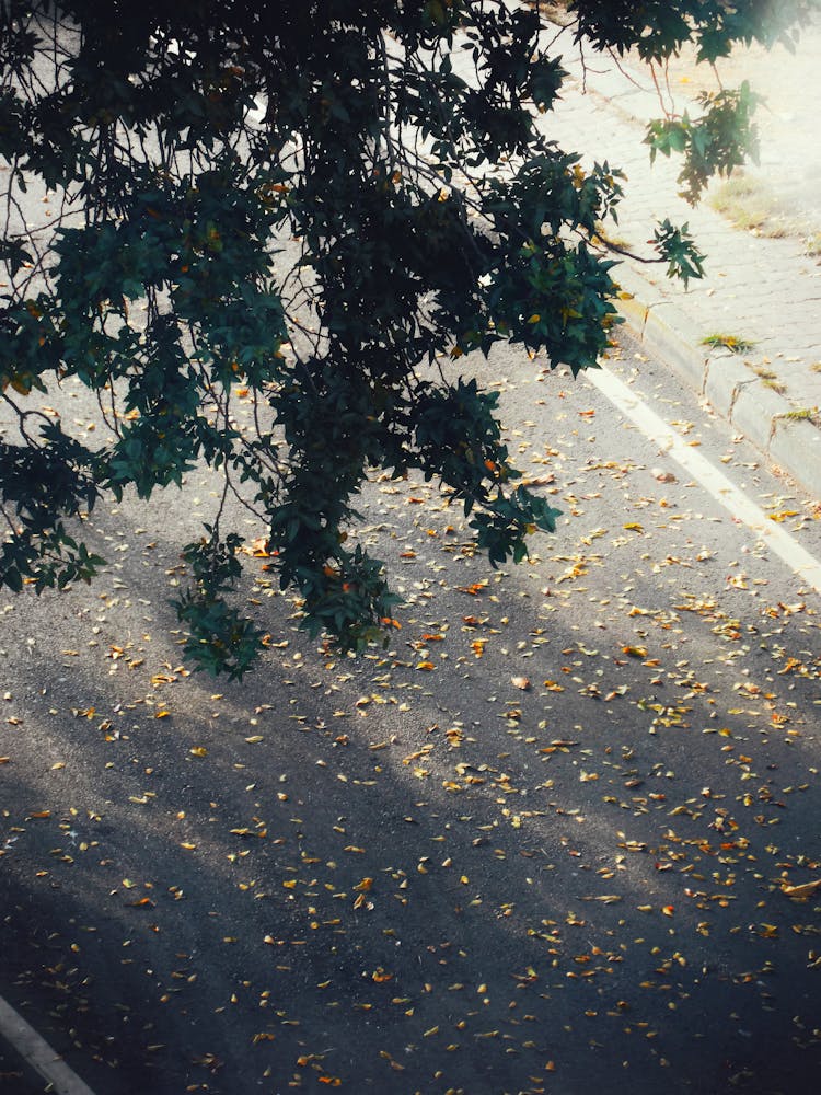 Leaves Lying On A Road