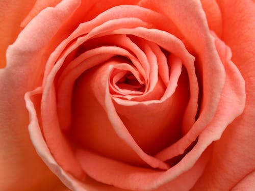A Close-up Shot of Pink Rose in Full Bloom