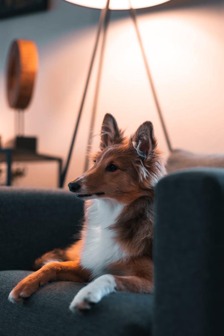 A Dog On A Chair 