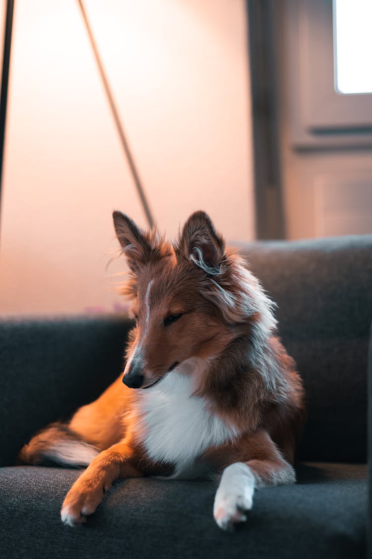 A Sheltie On A Chair 