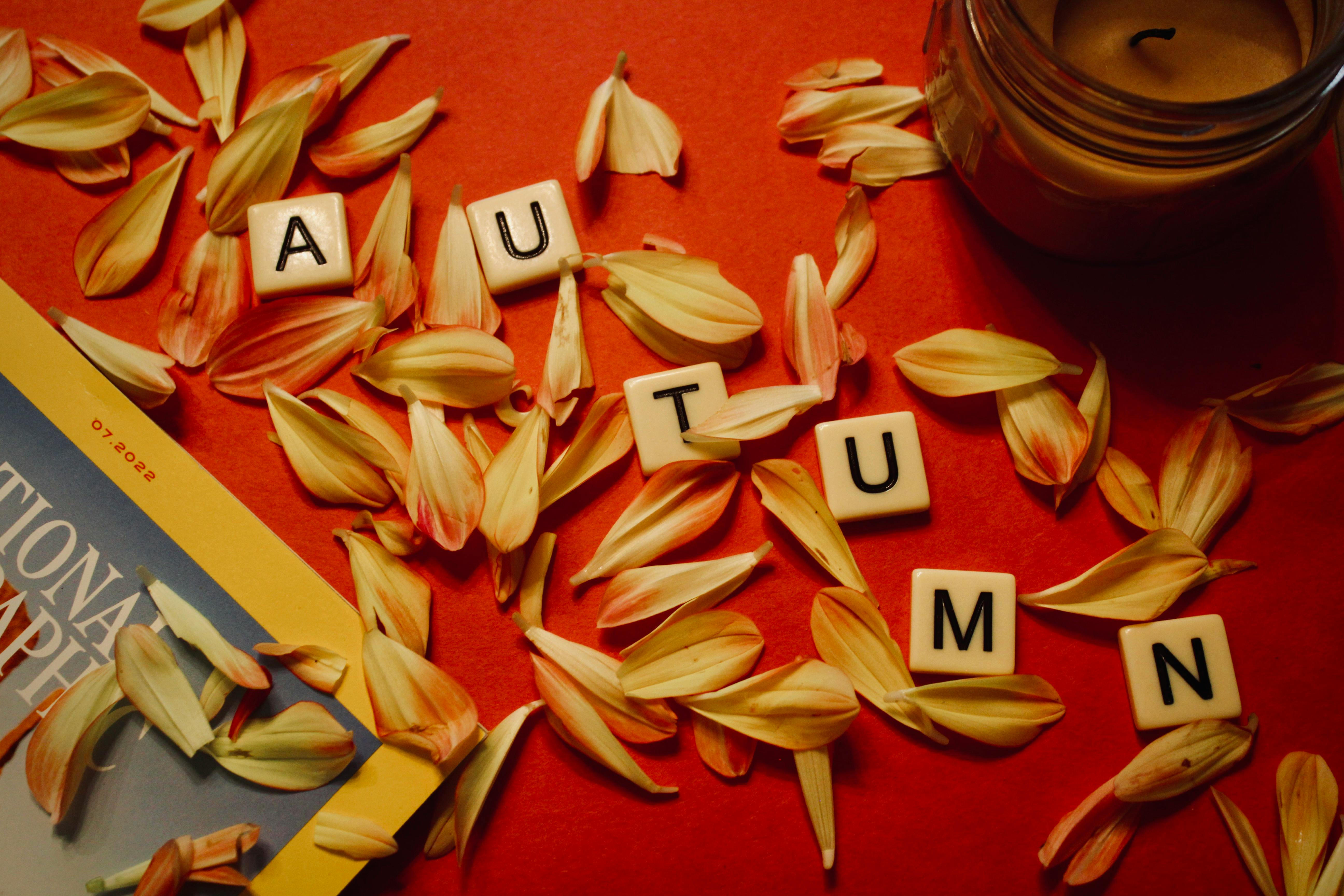 Flat lay of autumn theme with letter tiles and petals on a vibrant background.