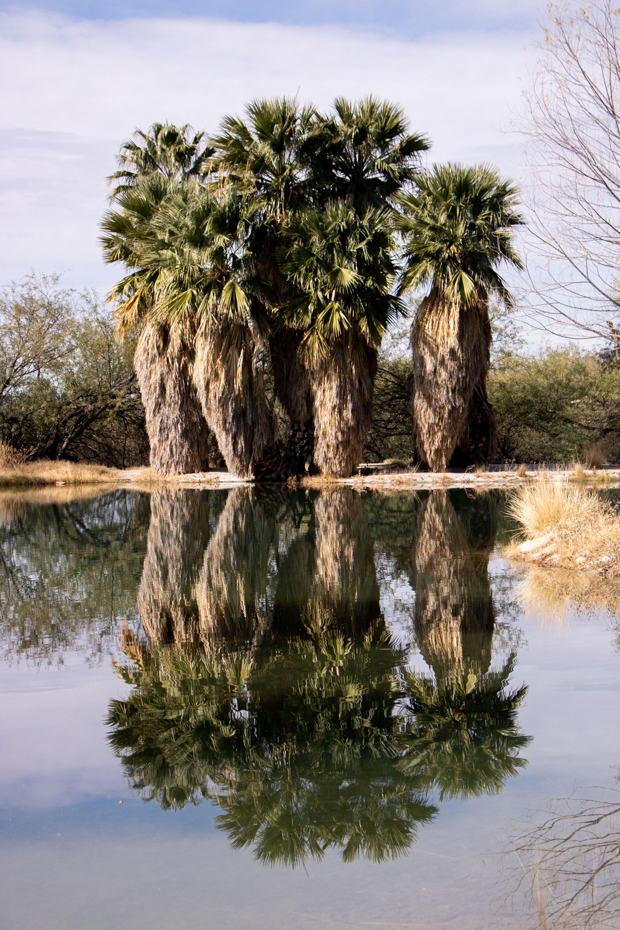Tranquil oasis featuring tall palm trees perfectly mirrored in calm waters under a clear sky.
