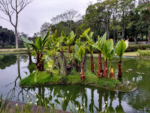 Безкоштовне стокове фото на тему «бананове дерево, Бразилія, бурле Маркс»