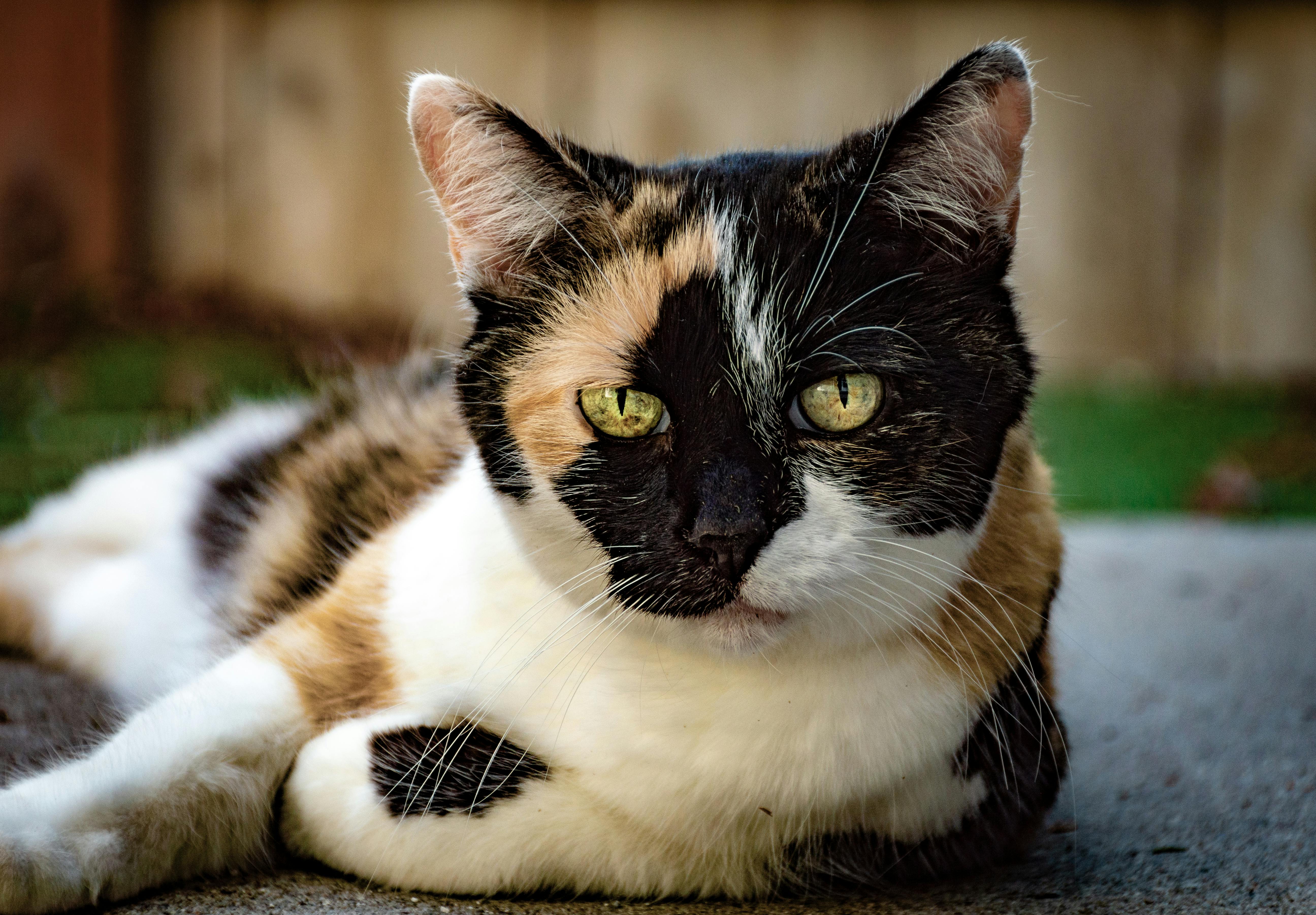 calico cat with yellow eyes