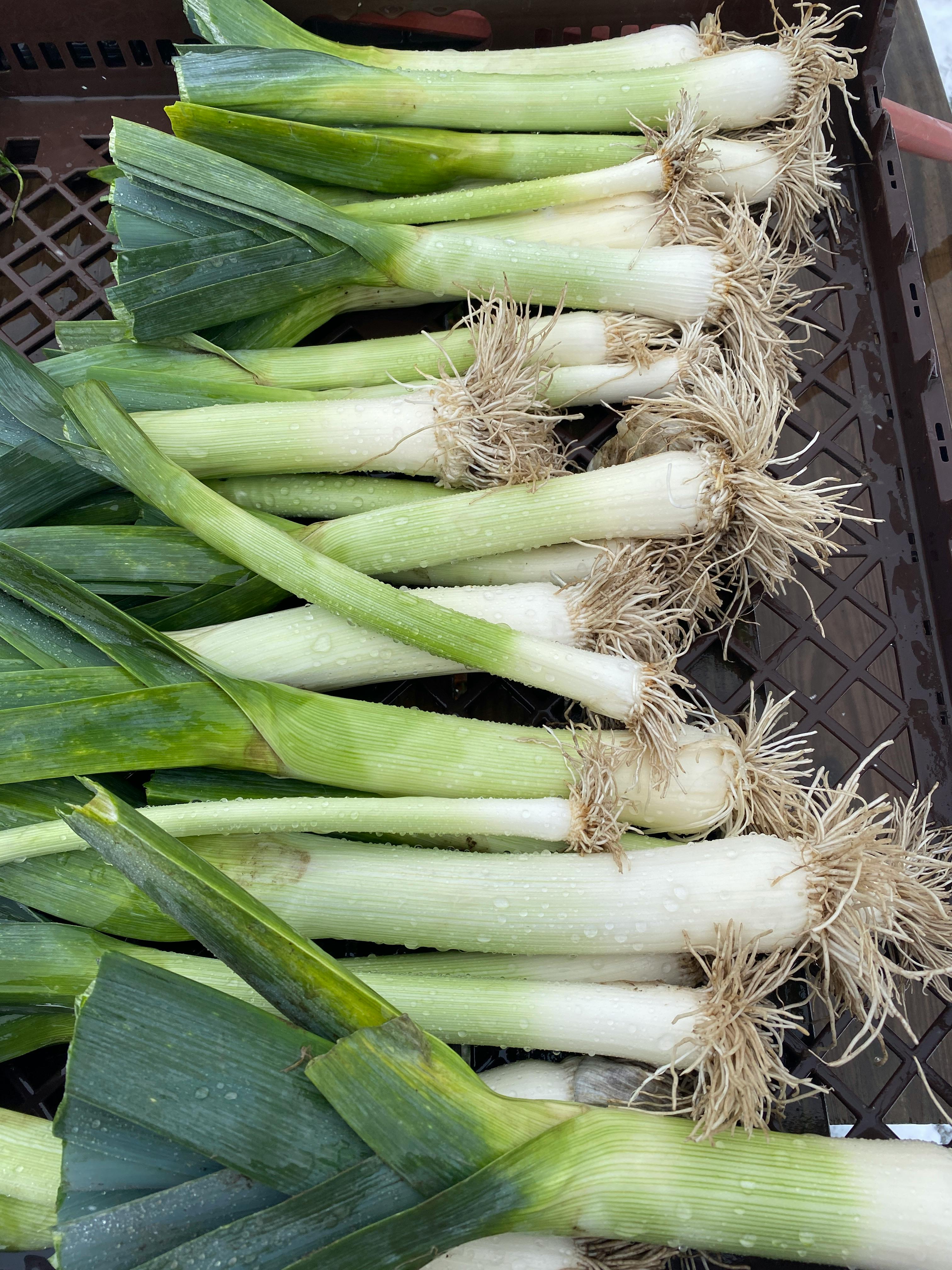 Closeup of Onion Leeks · Free Stock Photo