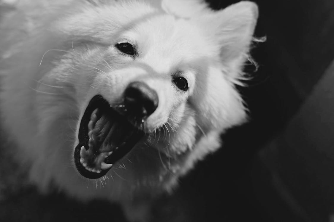 grátis Cão De Pelagem Média Branca Foto profissional
