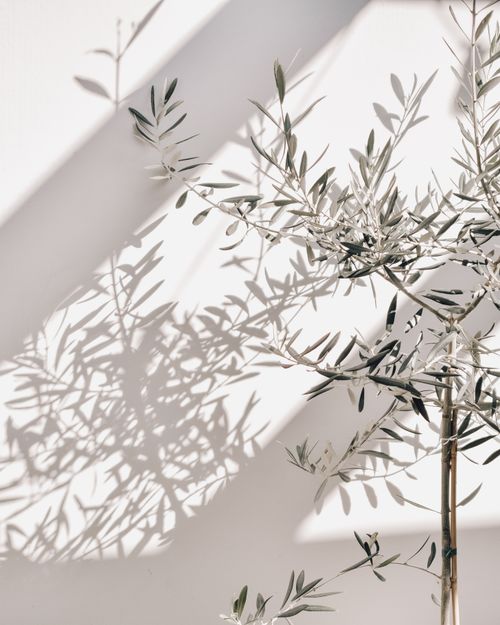 Free Aesthetic close-up of an olive tree casting shadows on a white wall, perfect for minimalist decor. Stock Photo